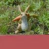 Cute Rabbit Yard Ornament; Easter Decoration